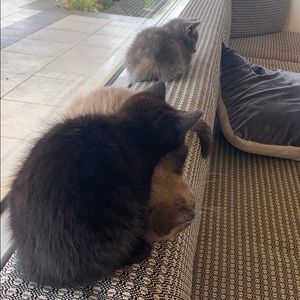 Meet your Posher, Tamra